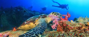 2-plonger-thailande-tortue-faune-sous-marine
