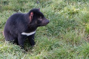 le diable de tasmanie noir