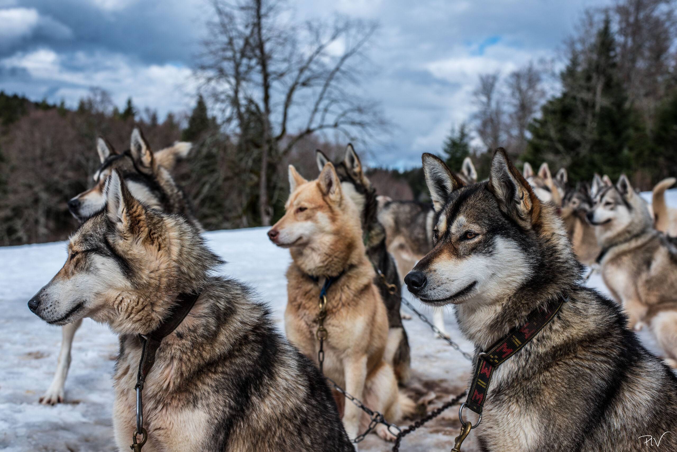activités neige chiens de traîneau