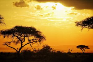 premier safari kenya